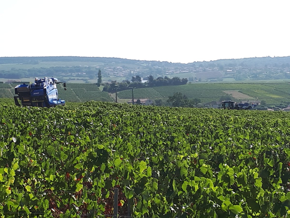 Lovely #Vendanges2018 scene from the Maconnais 
#wineharvest #burgundy #Chardonnay #PinotNoir