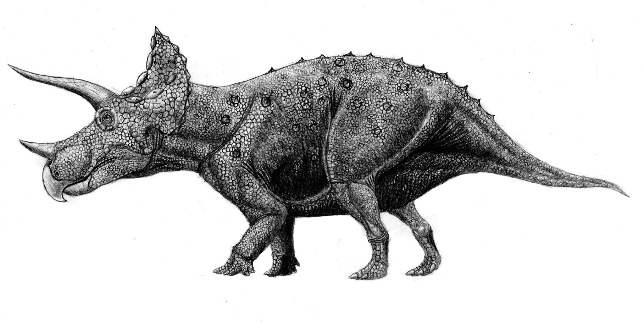 アヌ🦖🦕 on X: 
