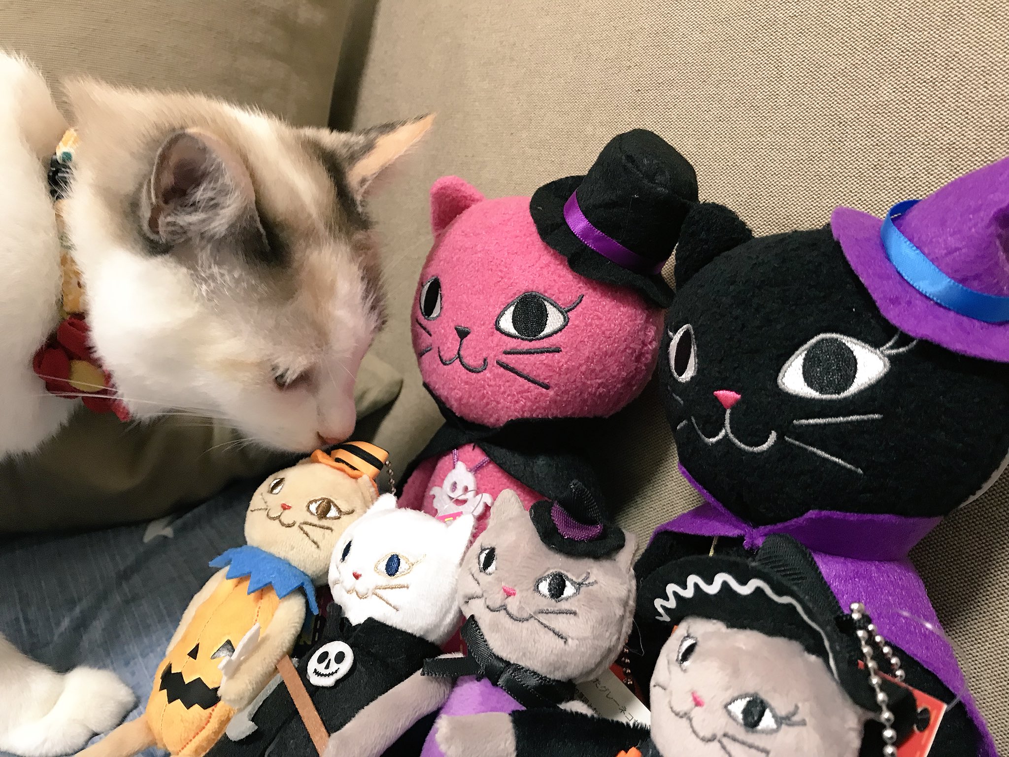 かぐや アリス カルディのくたくた猫シリーズ 今年のハロウィンはなんと4種類 さらに大きな黒 ピンクのぬいぐるみも 全部で2600円とか 我ながらアホです カルディめ 猫好きのハートを掴みやがって リトルキャッツ出身 にゃんくる 猫モフー