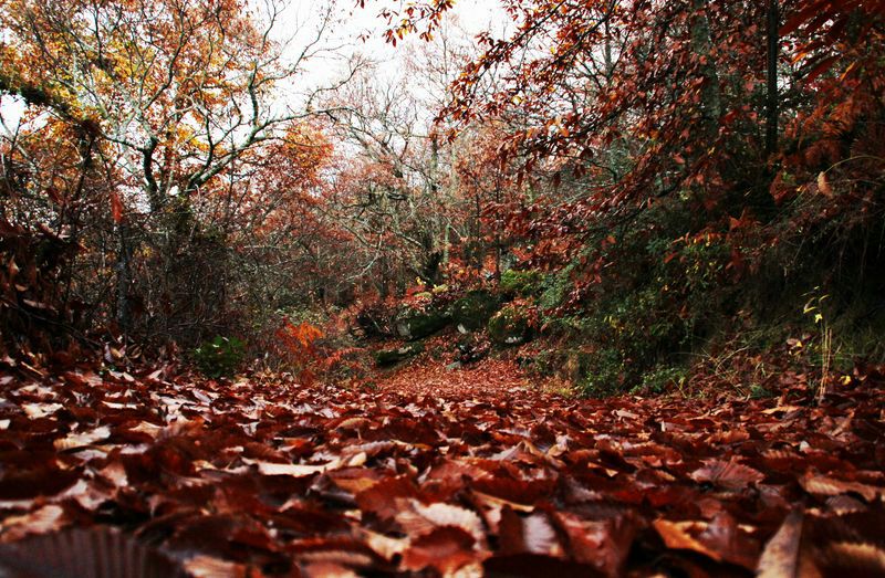 Feliz Lunes!! #mermeladas #artesanal #cebollacaramelizada