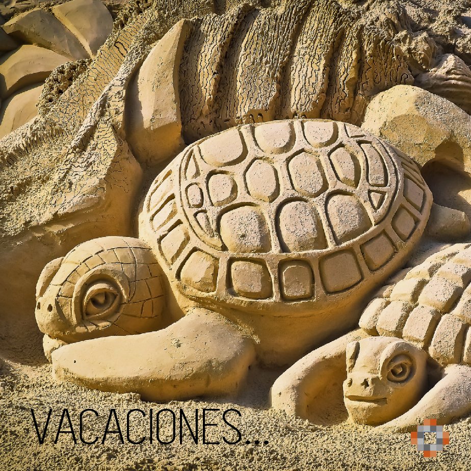 nolookback_es's tweet photo. Hoy os colgamos una foto de las vacaciones de Flash, ya que dice que como es septiembre no sale del caparazón.
Tiene una depresión post vacacional de caballo, ¿tenéis alguna idea para animarla? 
#FlashTheTortoise #Tortuga #Vacaciones #remeber #jefa https://t.co/j1M6WsQ3N9