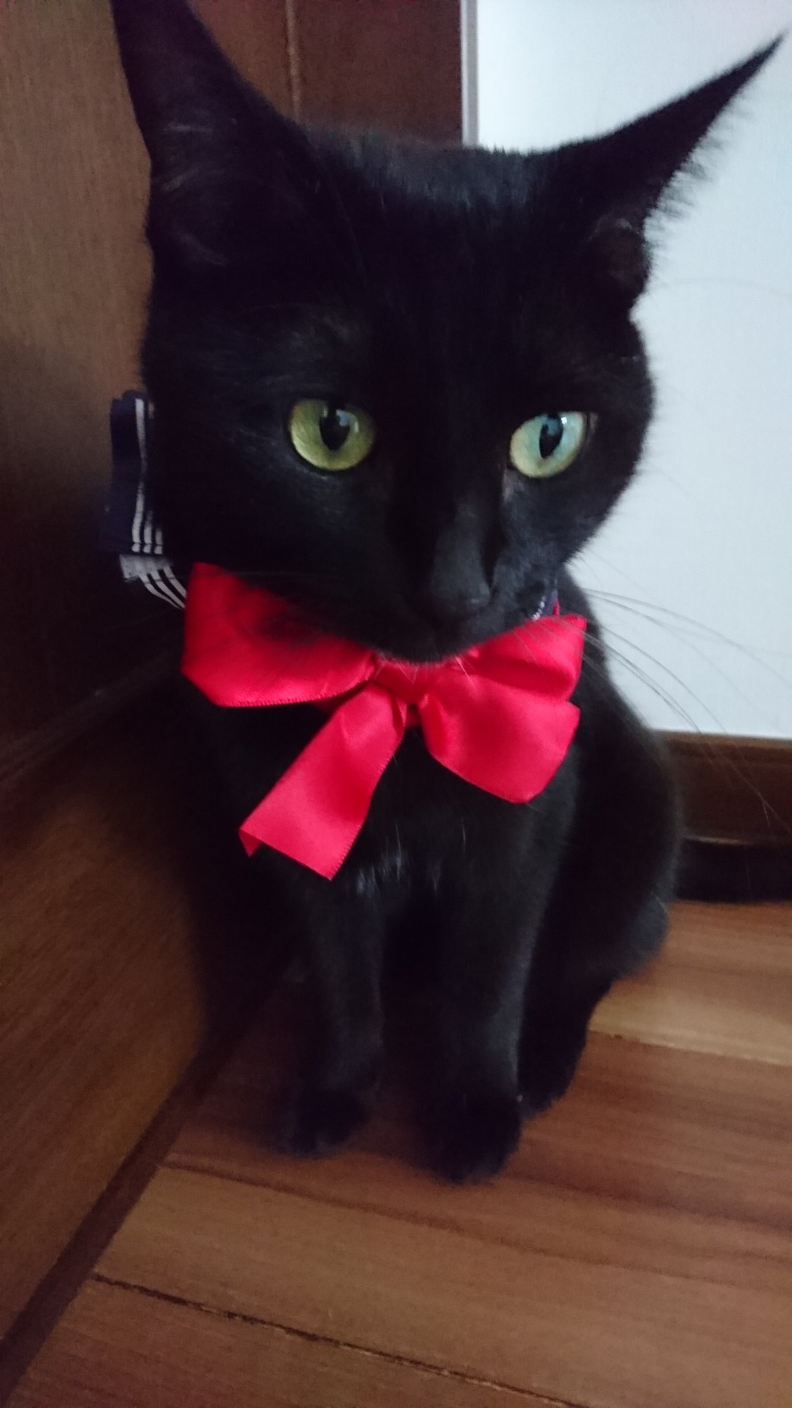 ひまわり様　demodeeチャーム　赤いリボンの 子　黒猫ちゃん付 ひまわり様 demodeeチャーム 赤いリボンの 子 黒猫ちゃん付