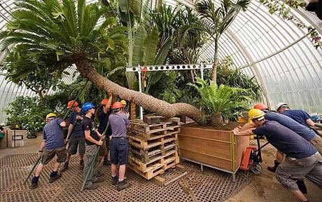Join us on our trip to <a href="/kewgardens/">KewGardens</a> next Tuesday you could see the worlds oldest pot plant planted in 1775! £35 for non members - bus there and back including entrance fee! #bargain find all the info here fonop.org.uk/trips/Trip%20T…