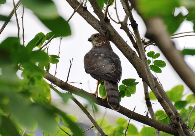 prernabindra's tweet photo. there is a furor in our #garden #sanctuary @j_bindra as this predator shikra has landed. The bulbuls & #sparrows & prinias & silverbills (all rearing their young) are shrieking the place down. Joy!
#urbanwidlife #BirdsofDelhiNCR #SaveTrees #MondayMotivation https://t.co/ciTQhVW6VL