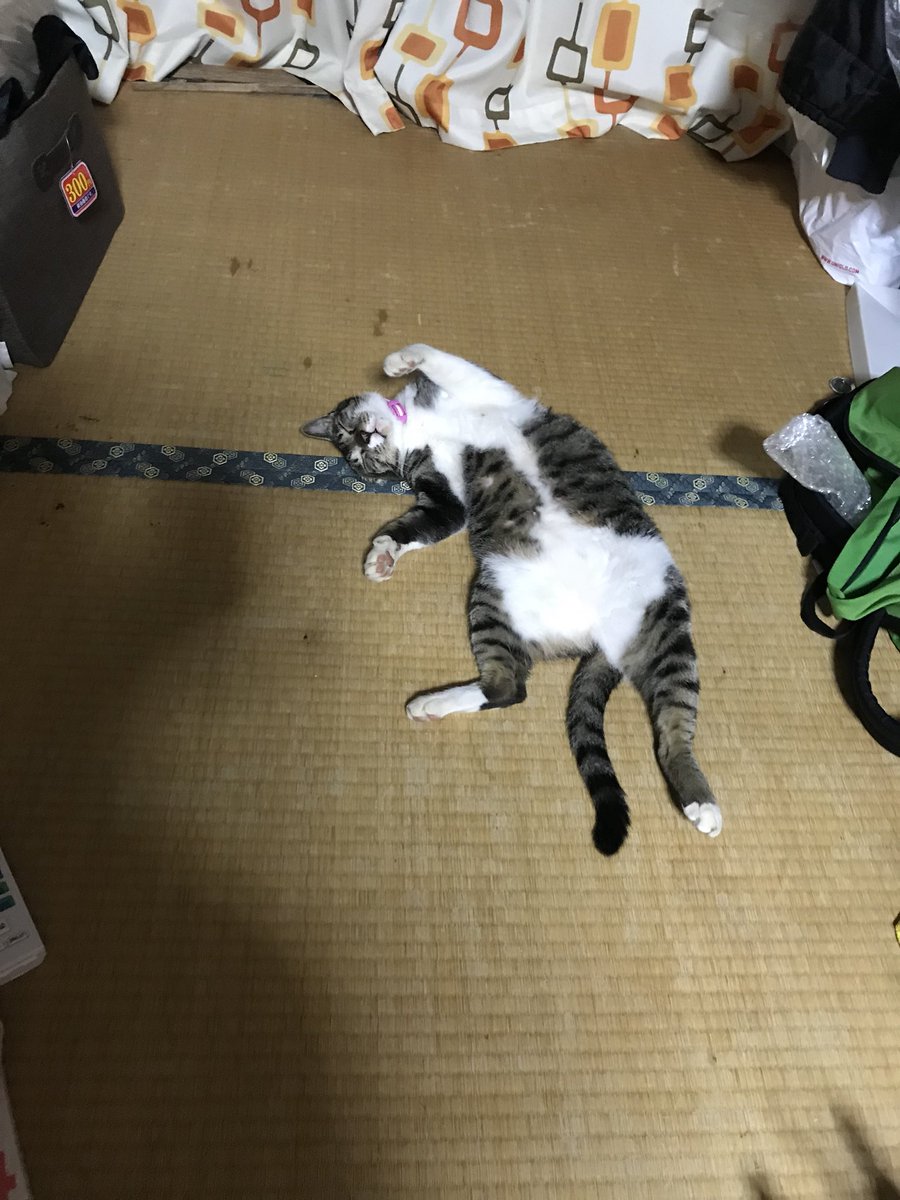 うちの猫が一番可愛い
