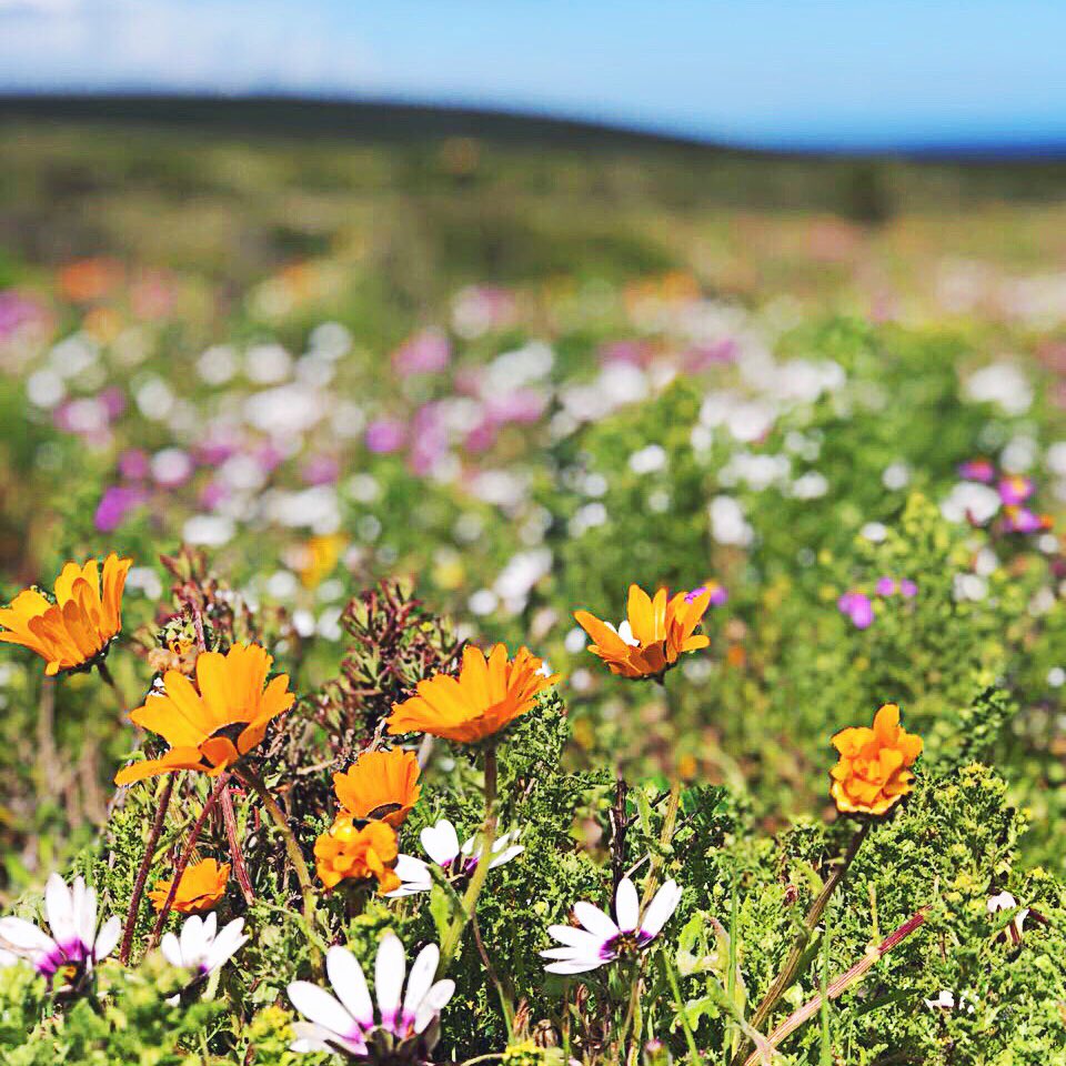 theplumblog's tweet photo. We celebrated spring day with a trip to the West Coast National Park this weekend. Gather your girls and GO! 🌸🌼💐 https://t.co/89wYvrIoBc