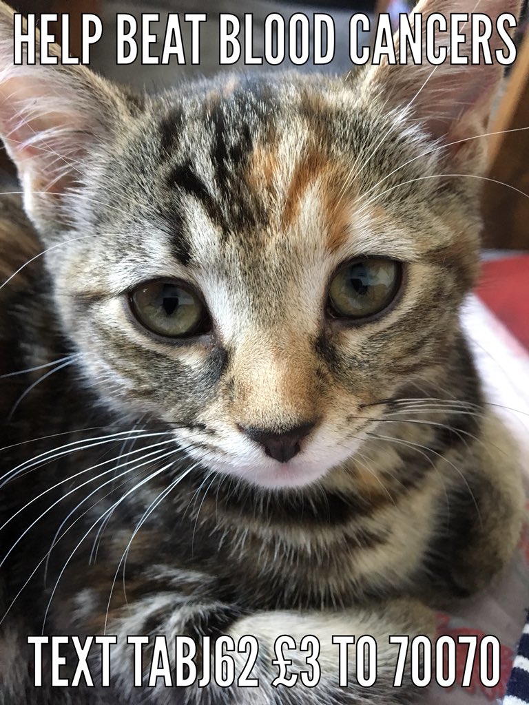 AngejackAngela's tweet photo. Our cat Treacle is asking very nicely 😂😂 or https://t.co/Ah0fty8Aev 10 days before my boys cycle London to Paris for @bloodwise_uk https://t.co/DX0tiqbftB