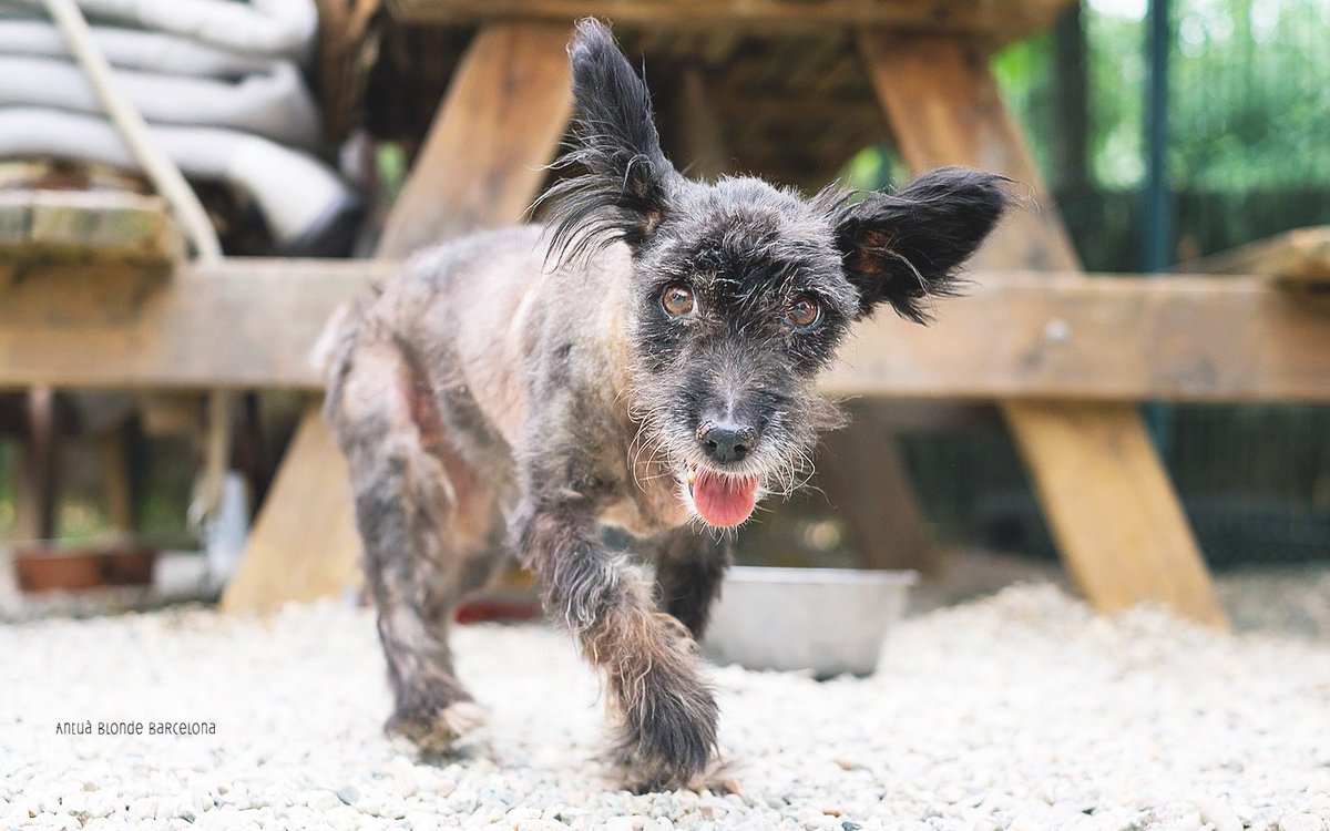 protemataro's tweet image. No entendrem mai com una gosseta de 16 anys pot acabar al carrer i no hi hagi ningú que la busqui.... Un refugi no és lloc per un gos de la seva edat.... #indignats #tristos #unafamiliaperlaBaobab