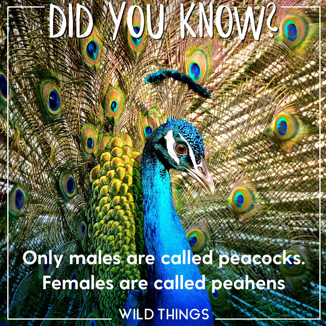 Real Wild tweet media