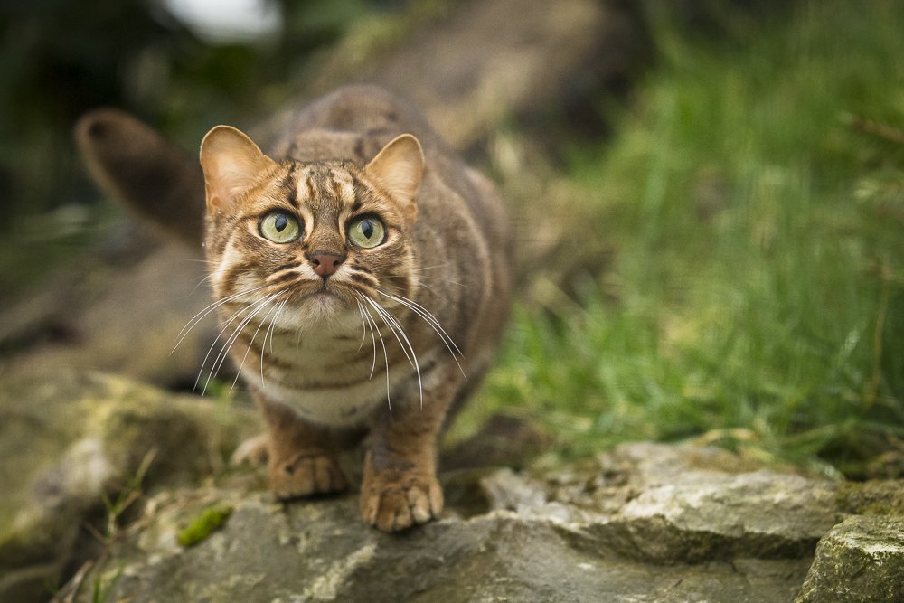 TheBigCatSanct's tweet photo. #CATFACTMONDAY ๐พ
#Didyouknow that the Rusty-spotted cat is one of the smallest species of cats in the world? It is two times smaller than a domestic cat. Here is our incredibly gorgeous girl, Nuwara! #thebigcatsanctuary #rustyspottedcat #catfacts #conservation https://t.co/FYYiD8glxj