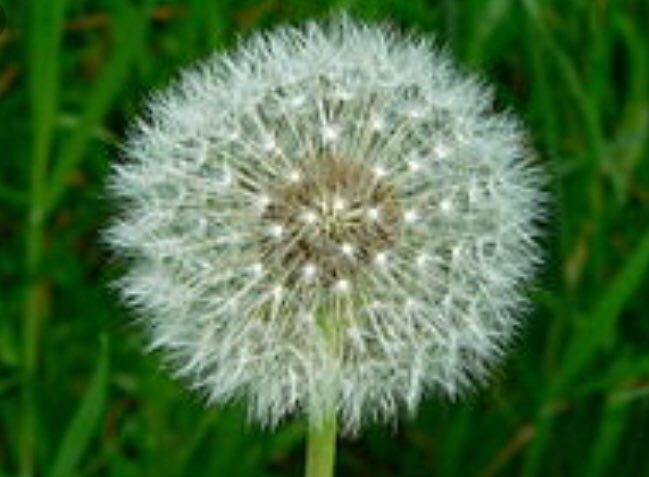  A poem:

Happy Birthday, Andy Ryan,
Here s a picture of a dandelion.

X 