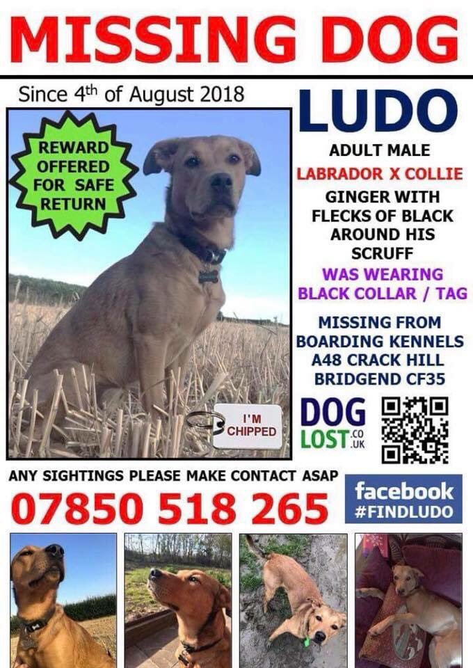 hayleyj67296570's tweet photo. 😪😪Ludo is still missing - please, please help us to find him. Could you share this post? It won’t take a second &amp; could help us to get him back. @ProfBrianCox @ChrisGPackham @ShowcaseCinemas @motorpoint @NiallOfficial https://t.co/NYeX9e55qj