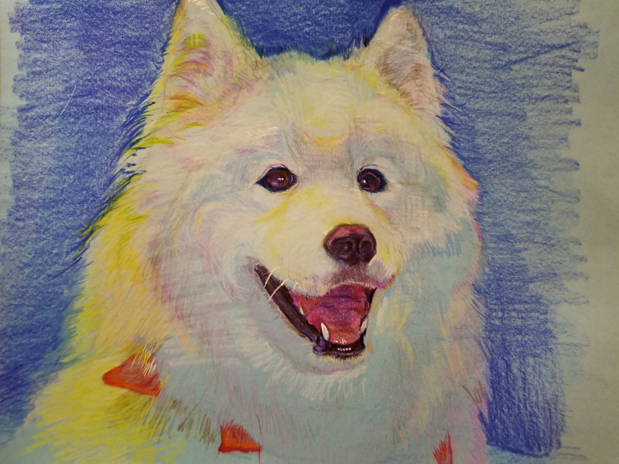 サモエド犬 Twitter Search Twitter