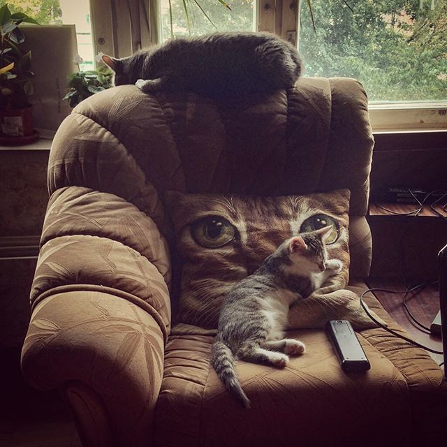 AlexFG's tweet image. Котики ift.tt/2Pxs3ov