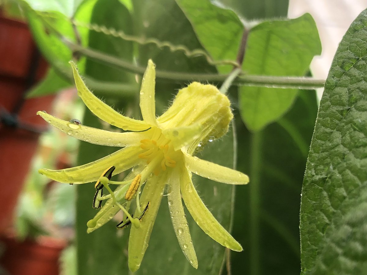 MichaelBenedito's tweet photo. #passiflora citrina, discovered in 1991 growing wild in #Honduras. It’s the only true yellow passionflower known and one of my favourite species because it blooms non stop. https://t.co/o4hlsLd0Aj