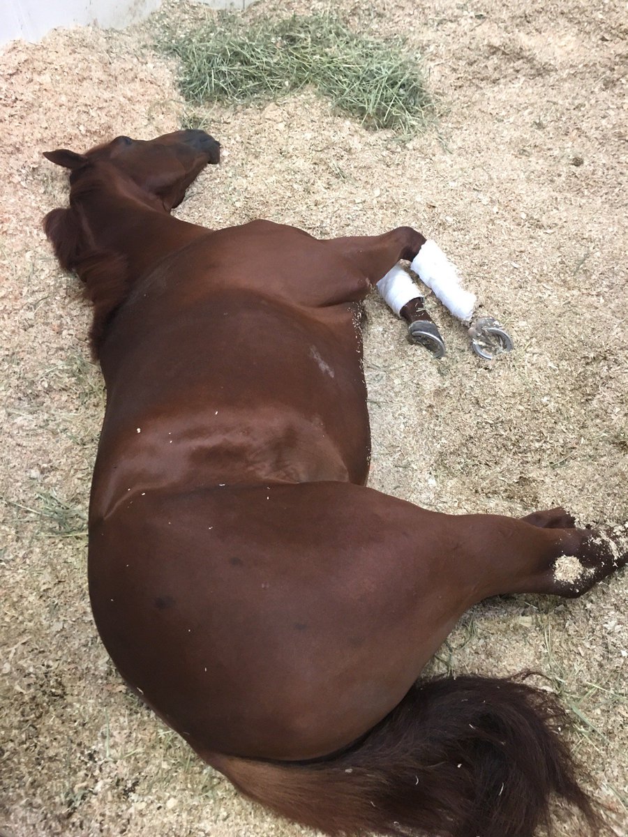 That middle of the week feeling!🐴 💤