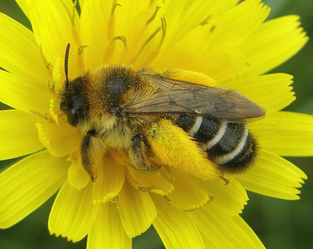 Bumblebee Conservation Trust (@bumblebeetrust) on Twitter photo September's #Solitarybee of the month is the Pantaloon bee (Dasypoda hirtipes). Females have oversized orange pollen brushes on their hind legs, giving the impression of a bee wearing pantaloons! ow.ly/YSn330lDDac <a href="/StevenFalk1/">Steven Falk</a> #conservation #wildlife #bumblebees September's #Solitarybee of the month is the Pantaloon bee (Dasypoda hirtipes). Females have oversized orange pollen brushes on their hind legs, giving the impression of a bee wearing pantaloons! ow.ly/YSn330lDDac <a href="/StevenFalk1/">Steven Falk</a> #conservation #wildlife #bumblebees