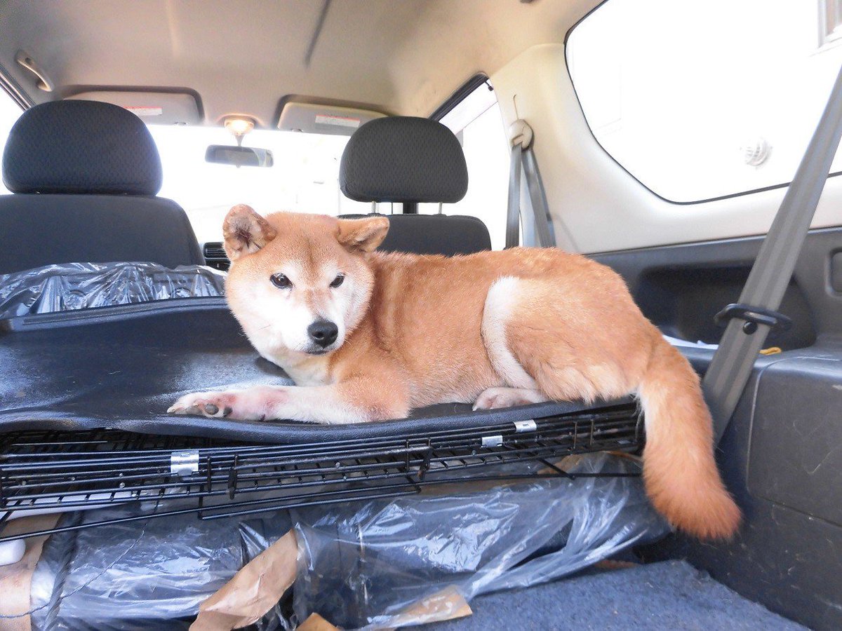 Japanesemichael Jackson 秋田県大館保健所 期限 9月5日 性別 年齢 成犬 犬種 柴犬mix 体格 中型 保護日時場所 9 3 9 15頃 大館市花岡町 首輪なし 迷子犬 秋田県大館市花岡町 柴犬 Mix犬 収容犬情報 T Co