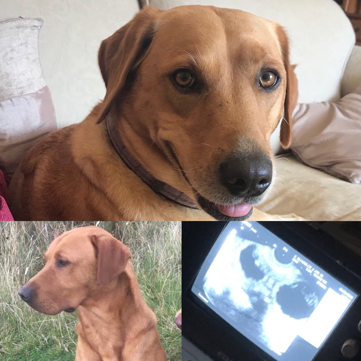 squeasy_louise's tweet photo. Sky met Flynn & puppies are due end of September ๐ถ๐ถ๐ถ#grangehowlabradors #gundogs #northyorkshire #labradorpups #puppies https://t.co/dwSsWRCADH
