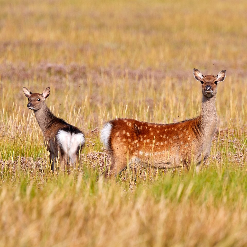 Beautiful sika doe and her fawn graze on the salt flats in the morning light at RSPB Arne <a href="/DorsetWildlife/">Dorset Wildlife Trust</a> <a href="/DorsetLifeMag/">Dorset Life</a> @RSPBArne <a href="/Natures_Voice/">RSPB</a>