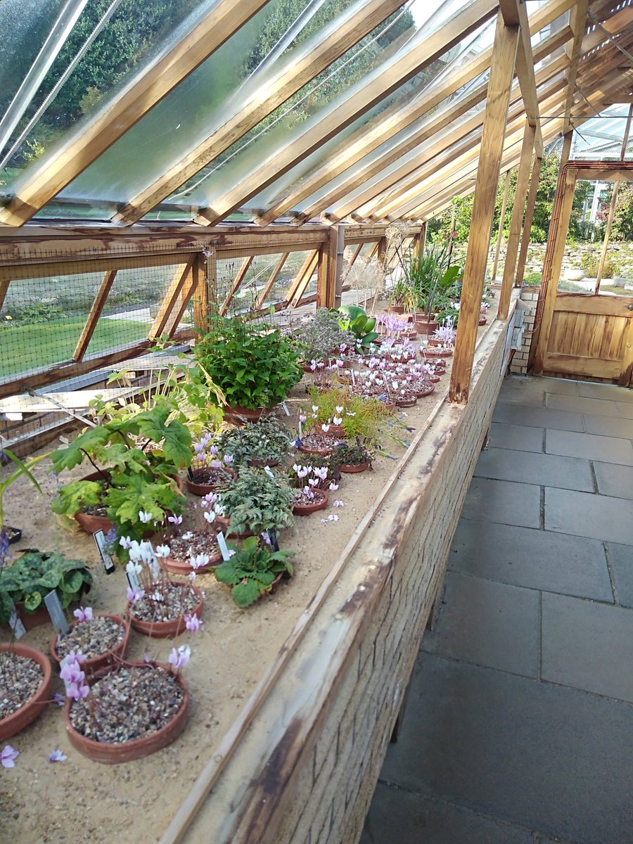 AlpineAlexO's tweet image. Bulbous scenes from the alpine house @TheBotanics #rbgehort