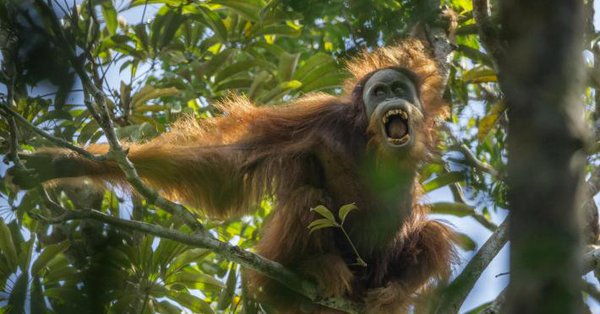 ArcusApes's tweet photo. Primates all around the world are in "peril" according to this article by @UNEnvironment, which summarizes the discussions that took place at the  the International Primatological Society Congress. Read more here: https://t.co/dzMTukKvy0 #conservation #GreatApes https://t.co/PIL1rdltcu