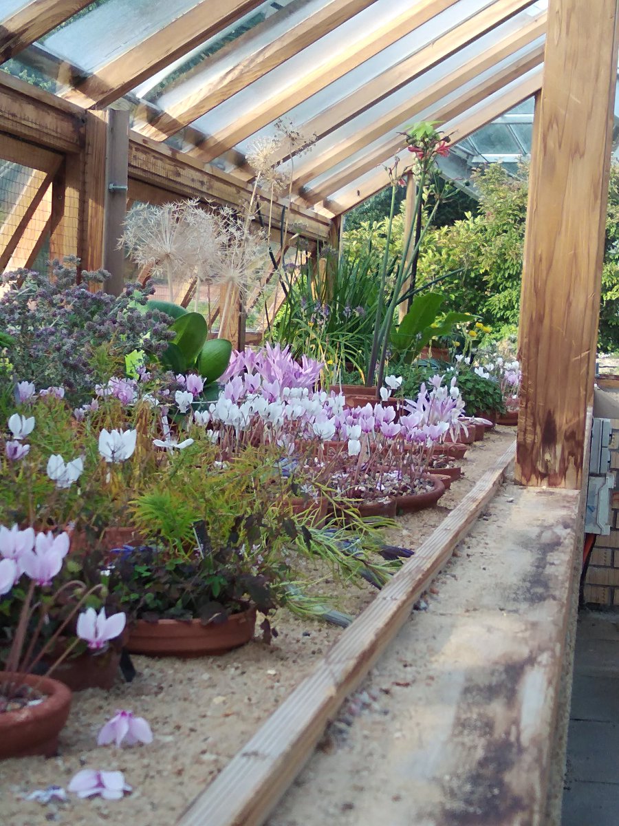 AlpineAlexO's tweet image. Bulbous scenes from the alpine house @TheBotanics #rbgehort