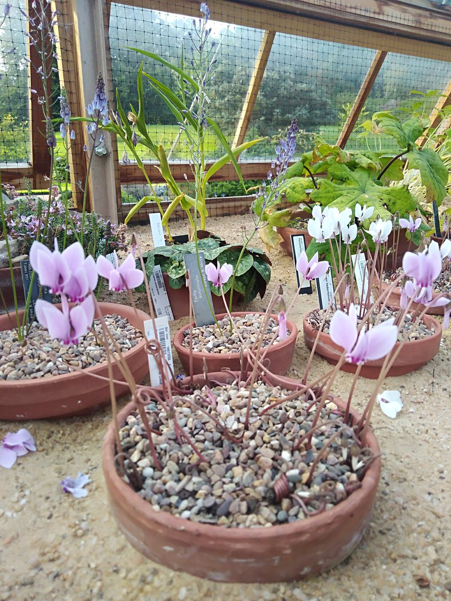 AlpineAlexO's tweet image. Bulbous scenes from the alpine house @TheBotanics #rbgehort