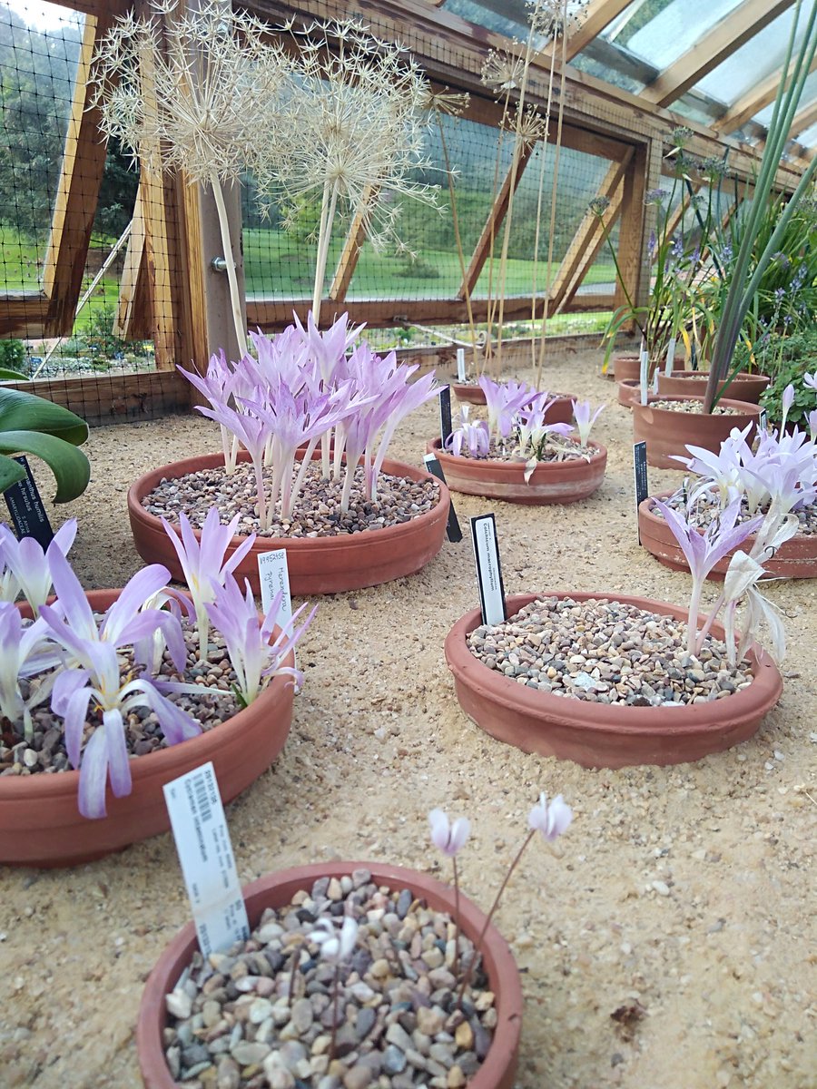 AlpineAlexO's tweet image. Bulbous scenes from the alpine house @TheBotanics #rbgehort