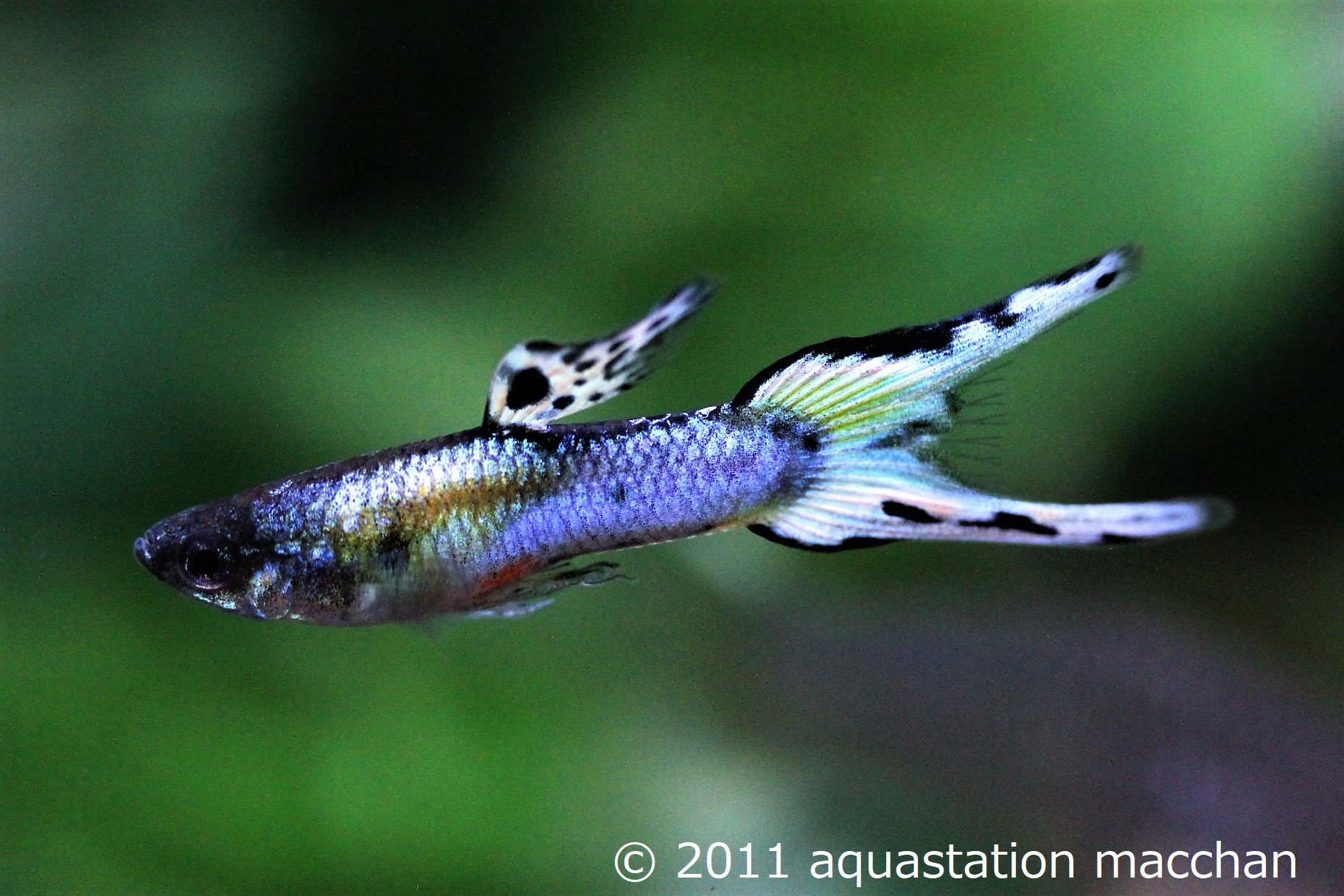 تويتر まっちゃん على تويتر 品種名 プラチナジャパンブルーライヤーテール アクステのオリジナル品種です 固定安定度は抜群の自信作です Alグッピーコンテスト T Co Xmqcqwvlty