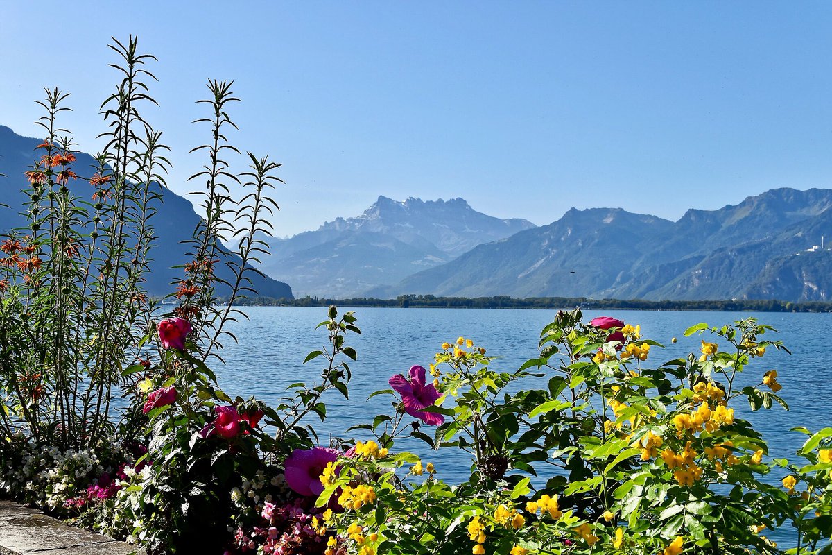 SaraTourduMonde's tweet image. Joyeux #lundifleuri sur les bords du lac Léman à Montreux! Et bonne #rentree2018 pour ceux qui reprennent le chemin du travail ou de l’école ;) #montreuxriviera