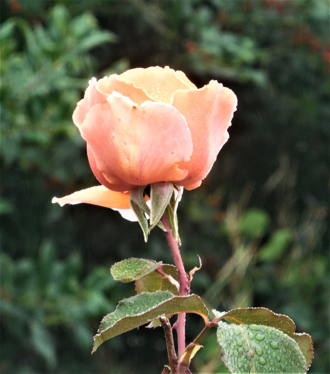 <a href="/istokkairus/">Исток</a> <a href="/gazi/">Stéphane Simonet</a> <a href="/farmerferit/">Mehmet</a> <a href="/LackeyMary/">Mary Lackey</a> <a href="/mtntezcan/">Metin Tezcan</a> <a href="/huskorkut/">huskorkut</a> <a href="/1819aribaba/">aribaba</a> <a href="/jbrent5035/">Brent T. Johnson</a> <a href="/BerneLarry/">berne🌹larry🍒</a> <a href="/cmont4560/">cmontagne</a> <a href="/VenetiaJane/">VenetiaJane's Garden</a> <a href="/MarionSpekker/">Marion Spekker</a>