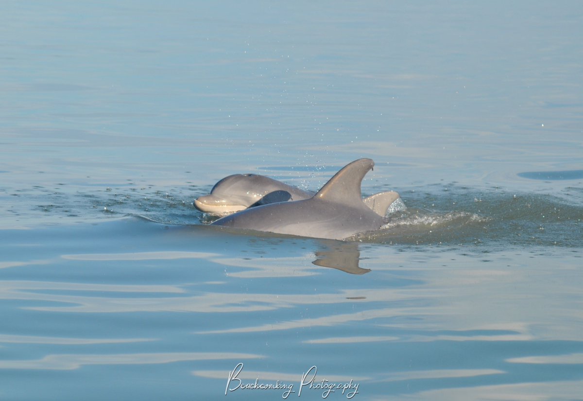 Dolphins in Chincoteague Bay #boatrip