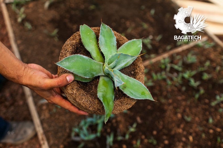CBagatech's tweet photo. En este mes patrio tenemos todas nuestras #macetas #biodegradables con un 15% de descuento. Aprovecha esta gran promoción y adopta una planta #agave #suculenta #cactácea. Pedidos al ☎️ 9512495452. https://t.co/ocNmwWqXGP