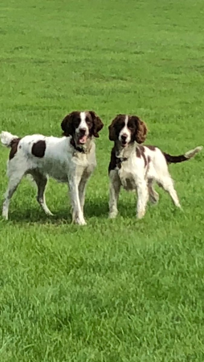 MerPolDogs's tweet photo. Sammy and Billy enjoyed a bit of play time together between jobs today, unfortunately Olly and Kane had to sit this one out #merpoldogs #syn1 https://t.co/ogYkHVqxww