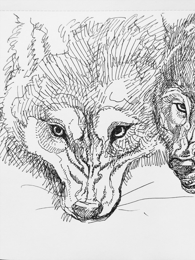 手持ち無沙汰の時に描くスケッチブックの中身がほぼほぼ狼か猫。
あと、カラスかクジラ。 
