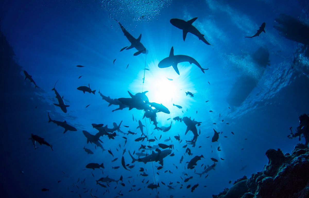 GonnaDive's tweet photo. Must Dive Destinations
https://t.co/3aSkbDqCIc
#divingsite #divingspot #divingdestination #scubadiving #topdestination #mustdive #destination https://t.co/BJQw1VJQ5v