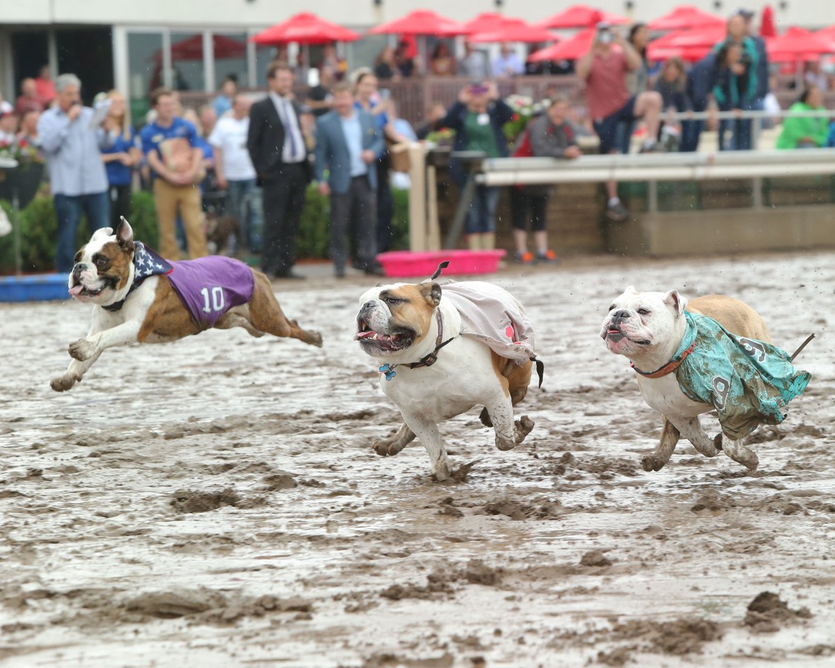 CanterburyPark's tweet photo. Looking for some #LaborDay fun? Come out for the Bark in the Park Championships! First horse race at about 12:45 p.m. #ComePlay

https://t.co/OFrL7zikJZ https://t.co/GnzsuUhksm