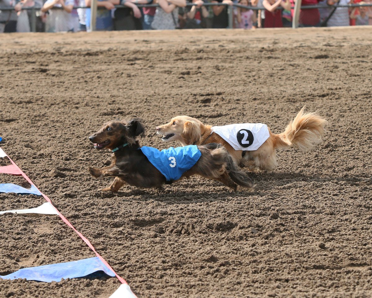 CanterburyPark's tweet photo. Looking for some #LaborDay fun? Come out for the Bark in the Park Championships! First horse race at about 12:45 p.m. #ComePlay

https://t.co/OFrL7zikJZ https://t.co/GnzsuUhksm
