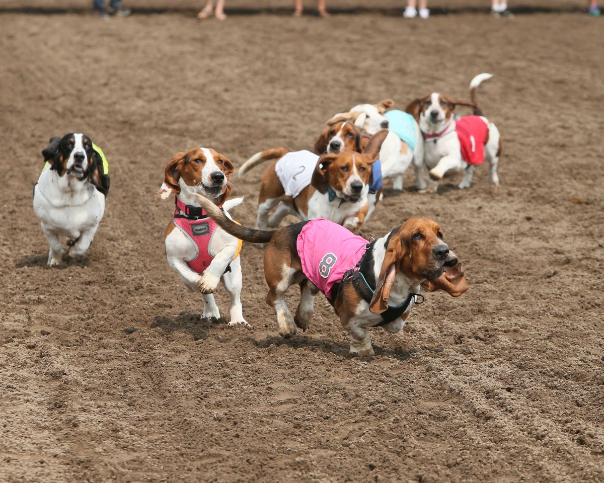 CanterburyPark's tweet photo. Looking for some #LaborDay fun? Come out for the Bark in the Park Championships! First horse race at about 12:45 p.m. #ComePlay

https://t.co/OFrL7zikJZ https://t.co/GnzsuUhksm