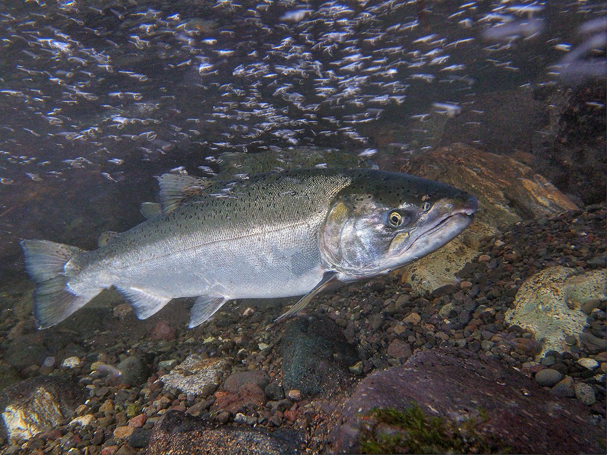 wildsalmoncntr's tweet photo. The #NehalemRiver is an ideal candidate for Oregon's #StateScenicWaterway designation, w/ old native forests scenic trails, and wildlife habitat. The largest “wild fish only” river on the #OregonCoast, it's home to an unusually rich diversity of salmonids: https://t.co/VFTAUJn5vU https://t.co/VYNvDIsWt7