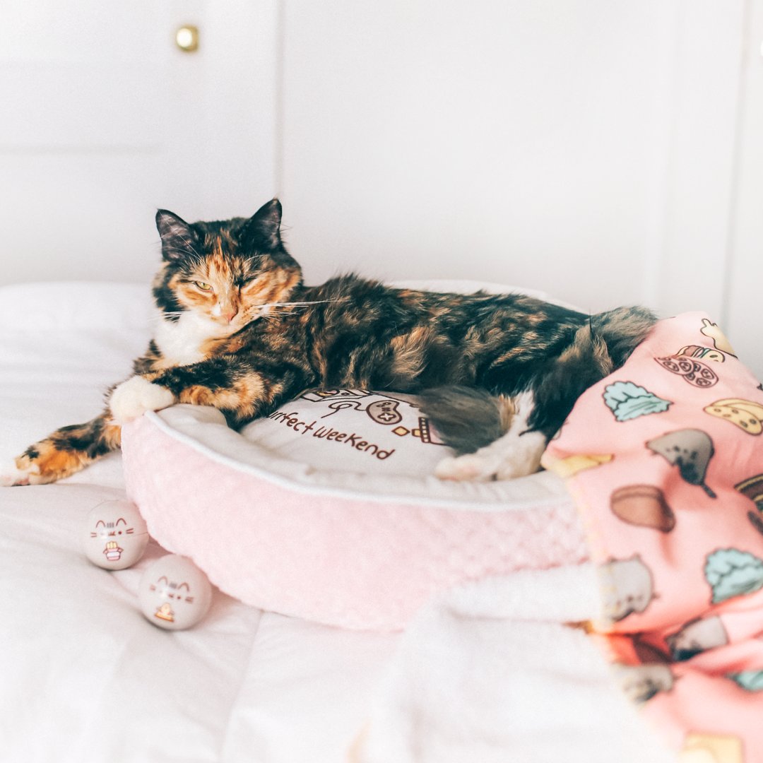 pusheen pet bed