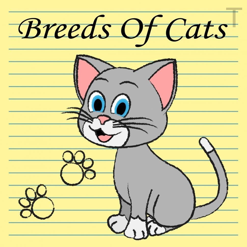 Heather45364757's tweet photo. Breeds Of Cats Indicates Pets Puss And Pedigree https://t.co/RRZdjBtMmK