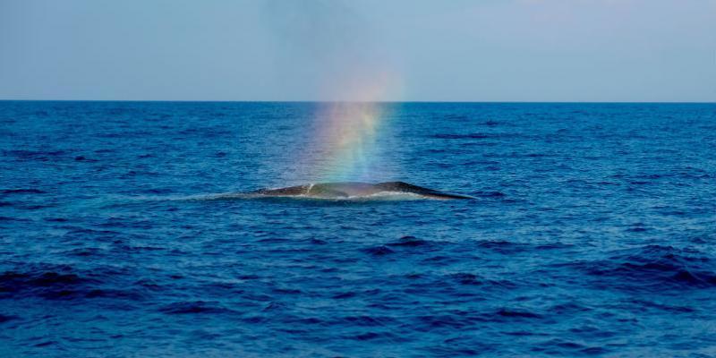 Nice_Matin's tweet photo. On a observé les baleines du sanctuaire Pelagos (et c'est magnifique) https://t.co/Y5jkKTibsi https://t.co/tYitTSOSmw