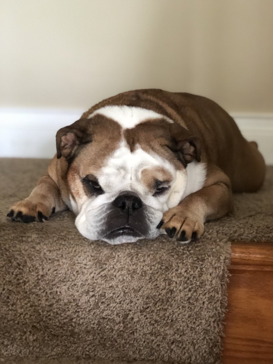 SophieBully's tweet photo. Labor Day lounging https://t.co/Ur7DmTtdfq