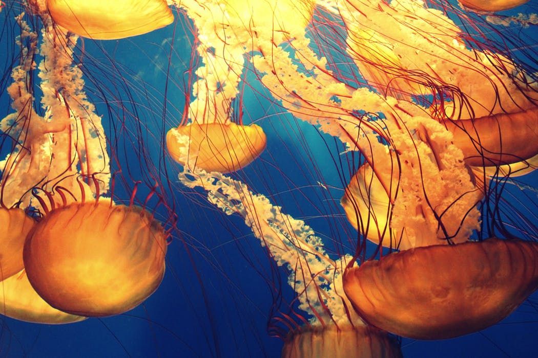 IMCC2024's tweet photo. Remember to take time this week to untangle yourself from the tentacles of your busy schedule & take some time to submit your abstract for the #IMCC5 proceedings π We have great deals for authors looking to help #MakeMarineScienceMatter https://t.co/c3W7Dxtzbu @SCBMarine https://t.co/Kcjza8PgYp