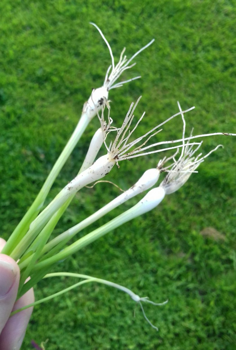 20000TinyJars's tweet photo. i have lots of these beautiful fresh boys, if you want me to bring you some. for salads. or mashy #scallionwatch https://t.co/Jw65cKIwqA