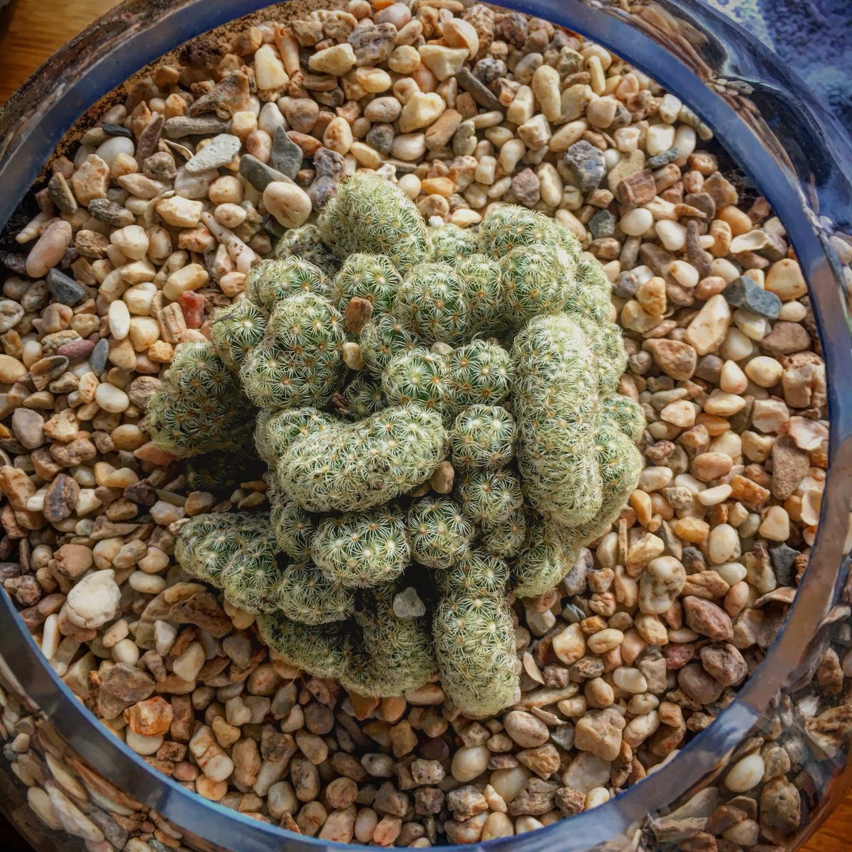 I got a brain.... Cactus that is #Cactus #braincactus