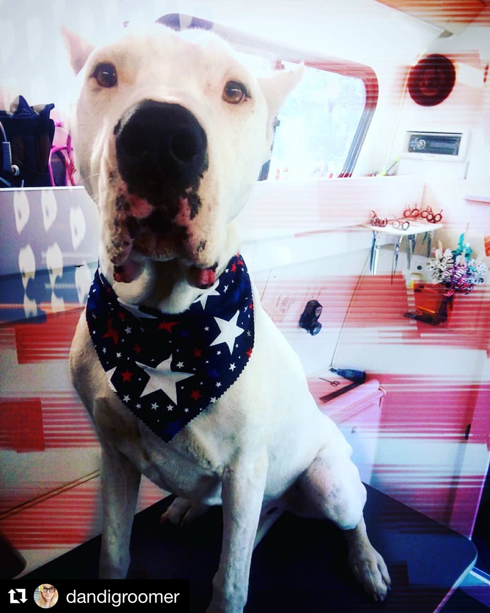 TheDogSalon's tweet photo. Happy Labor Day! 🍻 https://t.co/SpHBvqli2l