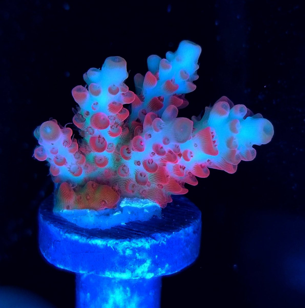 BudmansCorals's tweet image. September's Ebay auctions just got listed🎉 and its gonna be our biggest one EVER. 💯 BUDS!!!🤯

Stuffed full of Sticks, Zoas, Packs, MEGABUDS and
more...and ALWAYS WYSIWYG! Tons of these starting at only 4 bucks! Check em out and get your bids in early! 

ebay.com/usr/budmanscor…